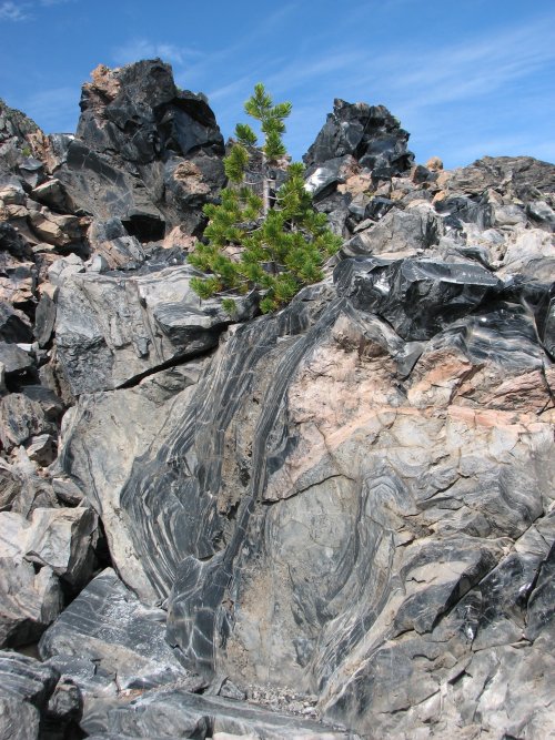 Trees struggle to survive